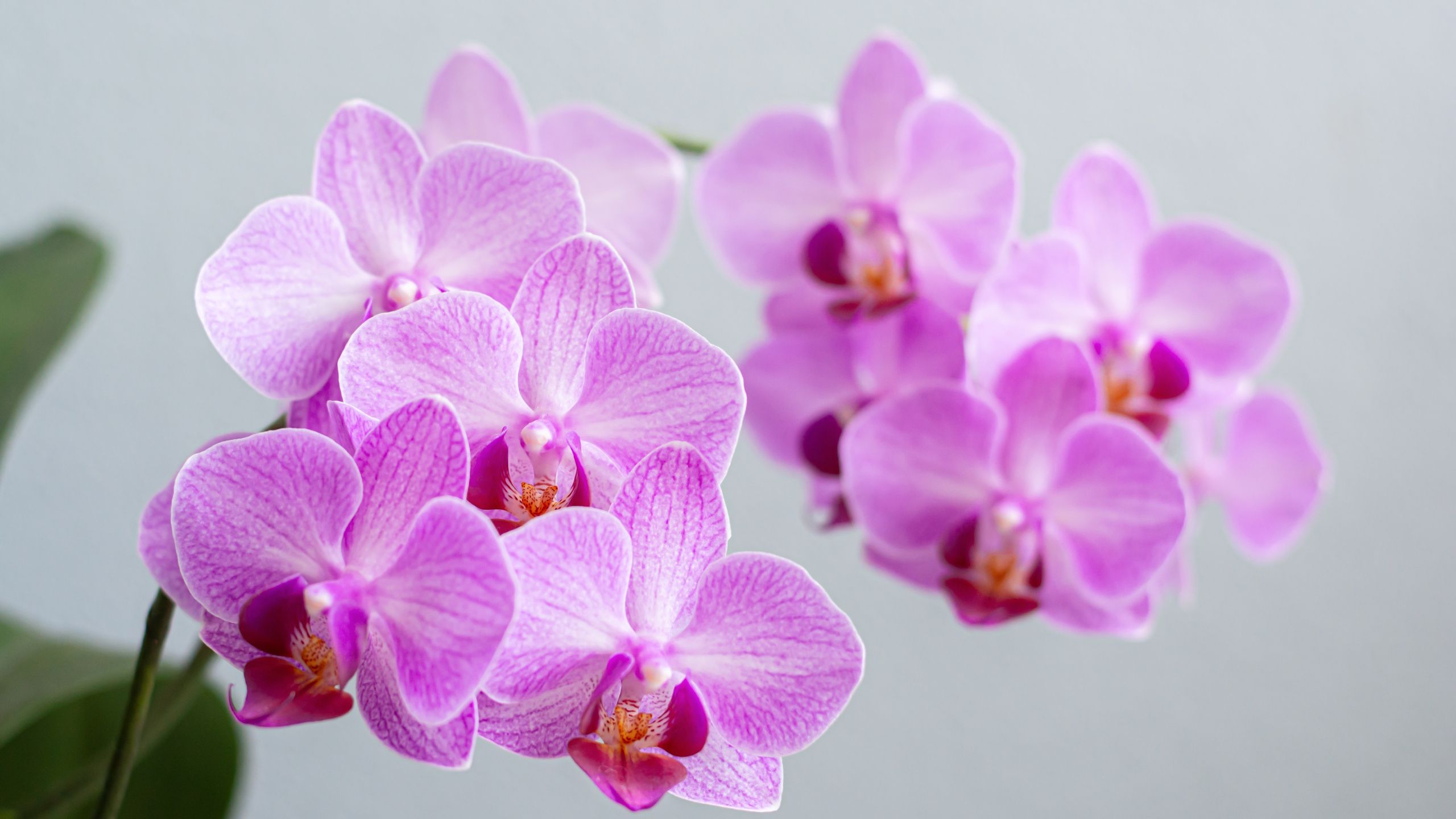 5 Dinge, die Ihre Orchidee im Oktober braucht, um im Frühling wieder zu blühen