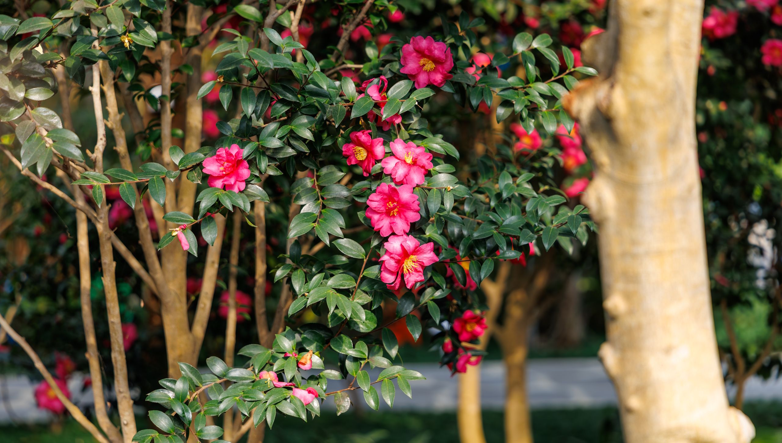 5 herbstblühende Bäume zum Pflanzen im Oktober – Bringen Sie Farbe und Duft in Ihren Garten in der kühlen Jahreszeit