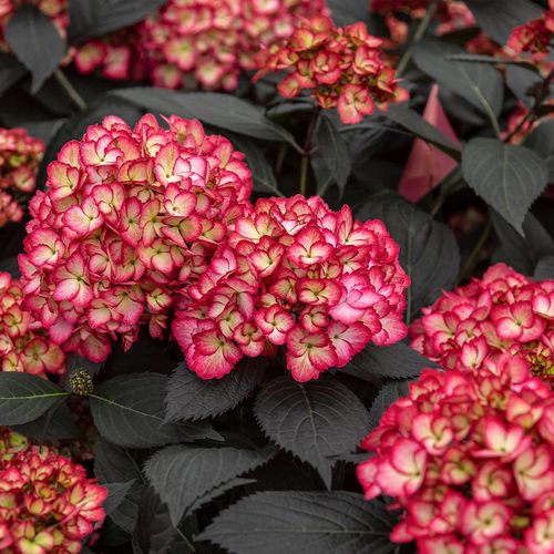 Erstausgaben Eclipse Bigleaf Hortensie
