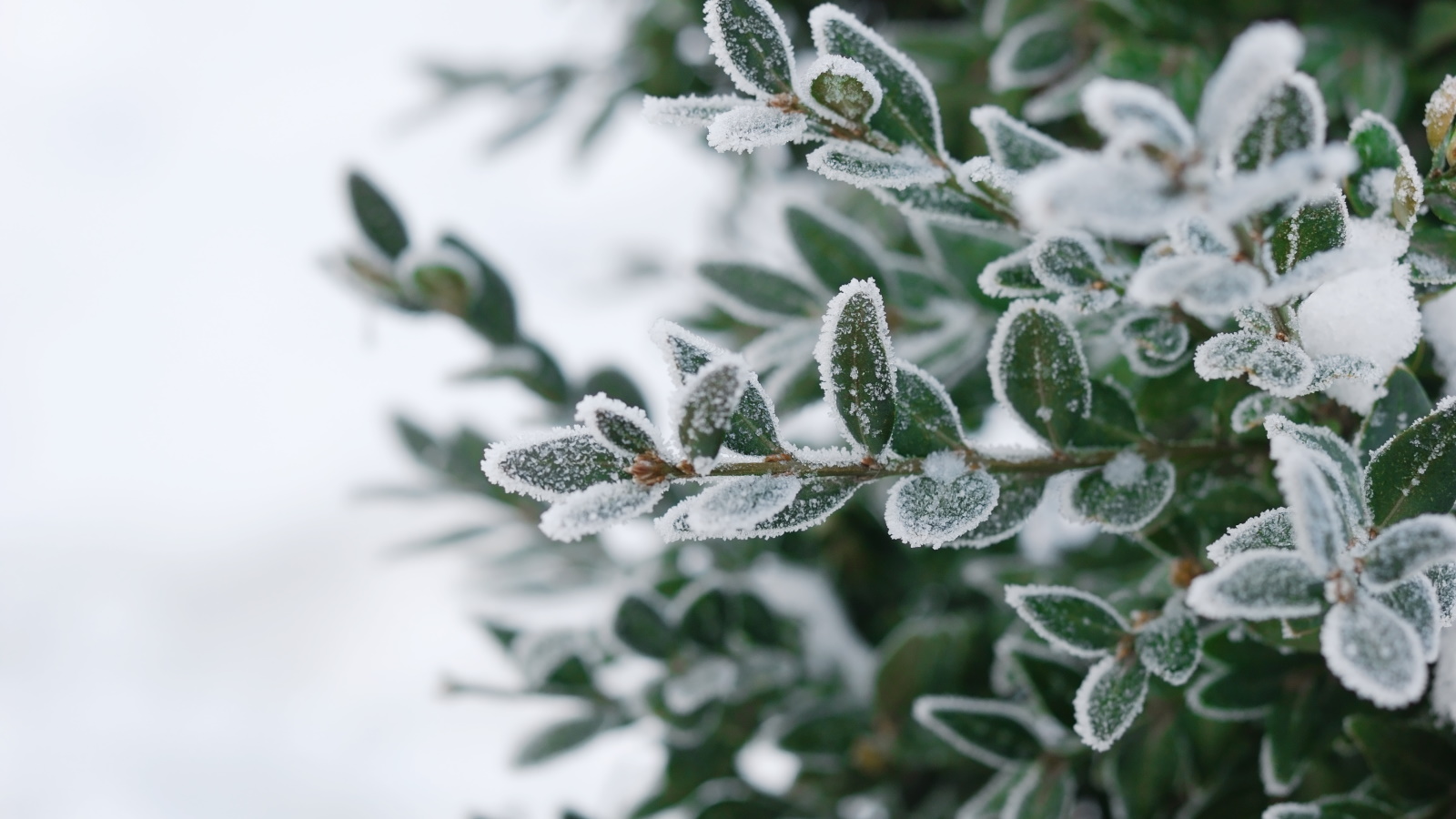 So schützen Sie Pflanzen vor Frost