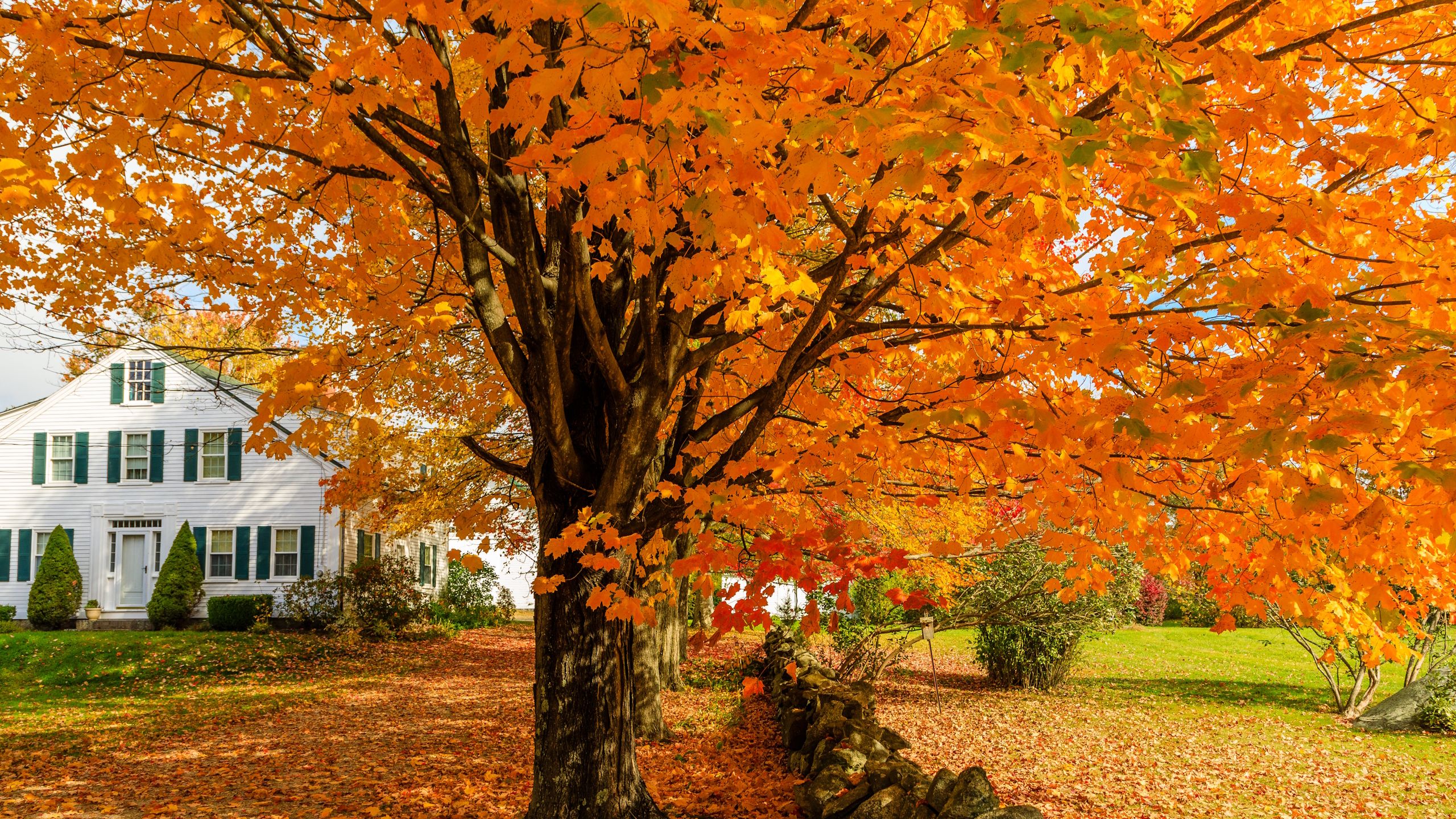 6 Bäume, die Sie im Oktober beschneiden sollten, um Schäden durch Winterstürme zu verhindern