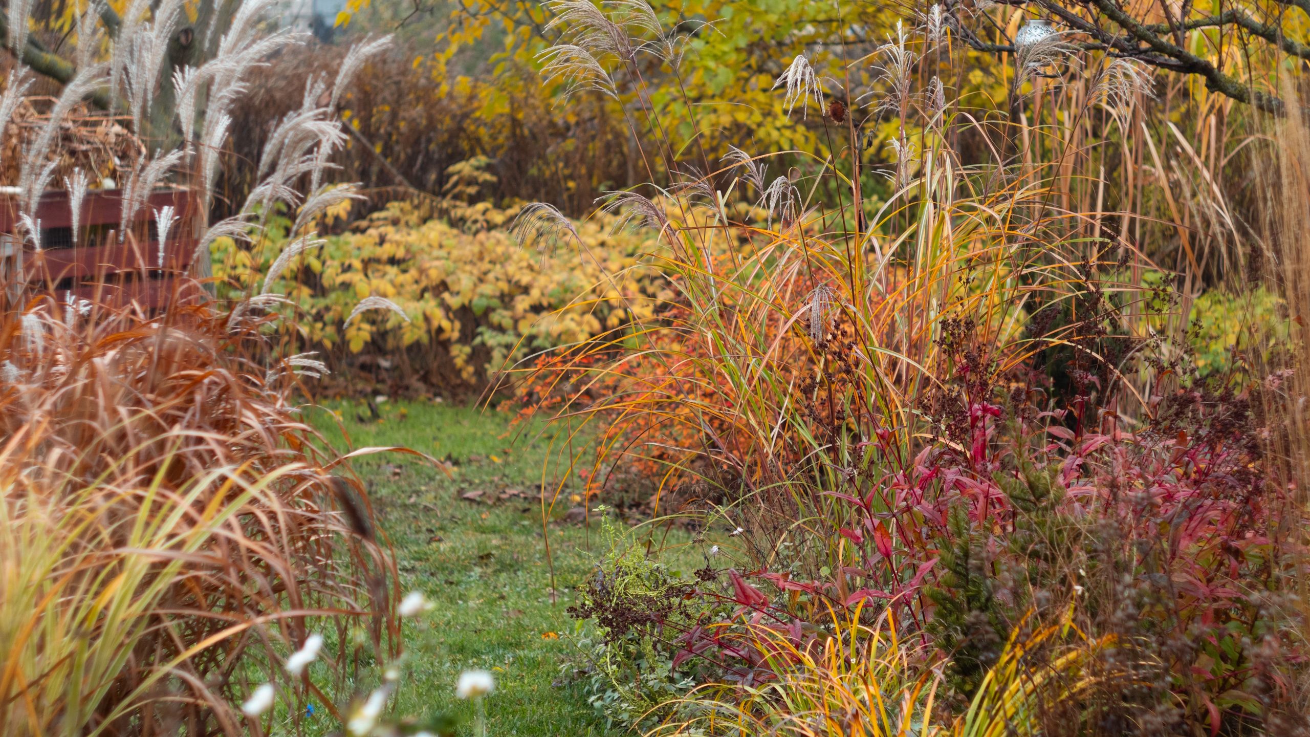 7 Pflanzen, die sich im Oktober leicht vermehren lassen – Holen Sie sich mehr Pflanzen für Ihr Haus und Ihren Garten, ohne einen Cent auszugeben