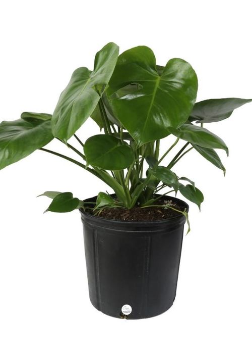 Monstera-Pflanze