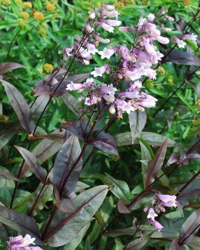 Penstemon Dunkle Türme