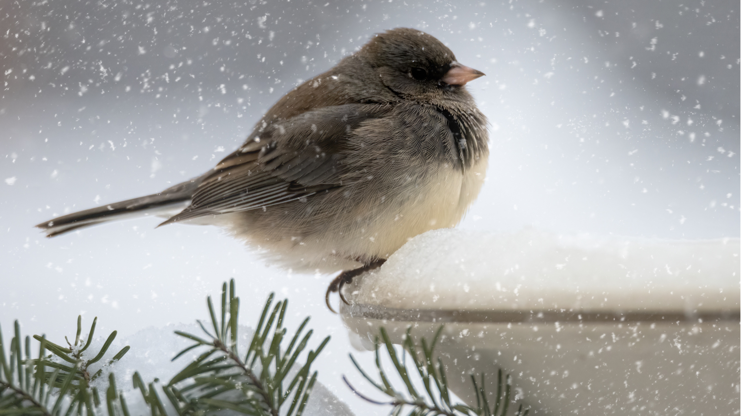 Junco sitzt auf einem Vogelbad im Schnee