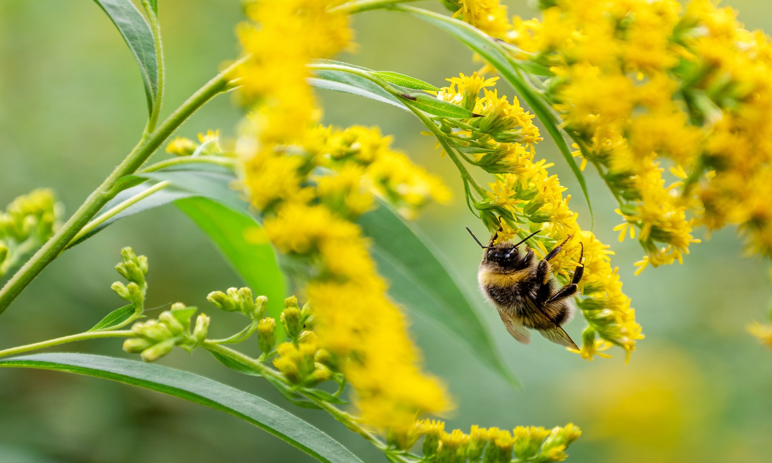 Bienen schwärmen im Oktober zu dieser Blume und sorgen für lebendige, lebensspendende Blüten – und sie verdient einen Platz in Ihrem Garten