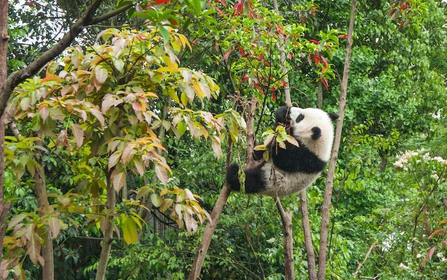 China’s panda diplomacy: how Beijing combines conservation and trade