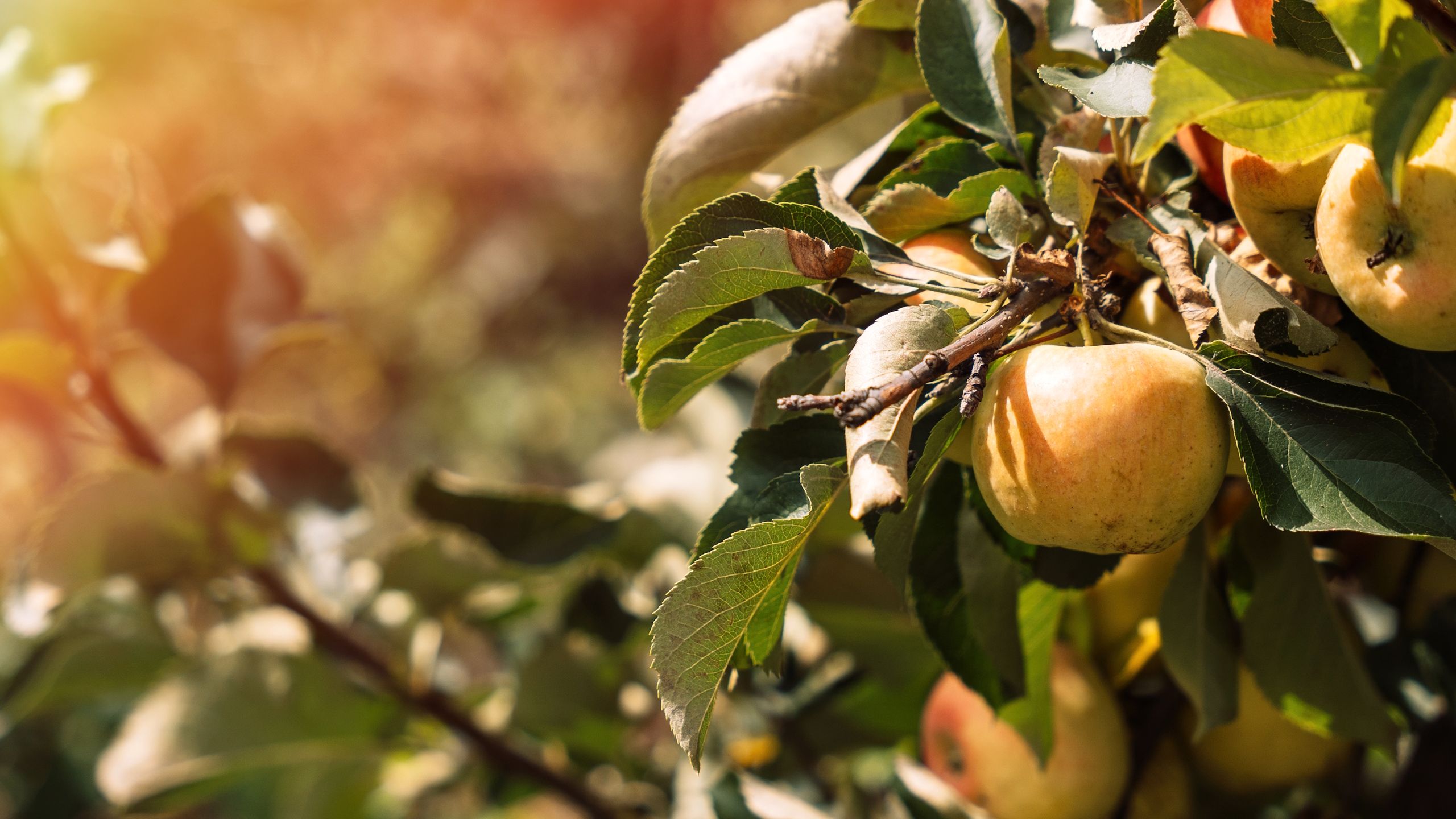 Der Oktober ist die Zeit, diese Obstbäume zu bestellen – für ein Leben lang selbst angebaute Ernten