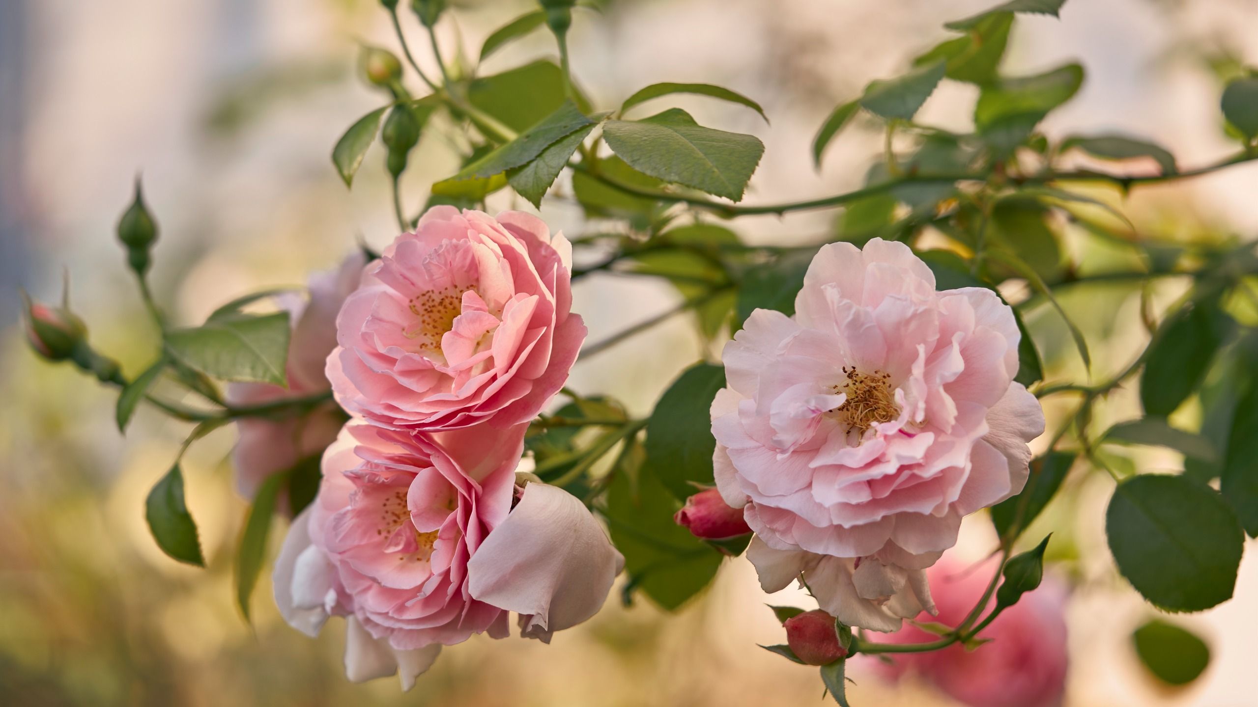 Der Oktober ist die beste Zeit, um mit schwarzen Flecken auf Rosen umzugehen – hier erfahren Sie, wie Sie die Probleme im nächsten Jahr reduzieren können