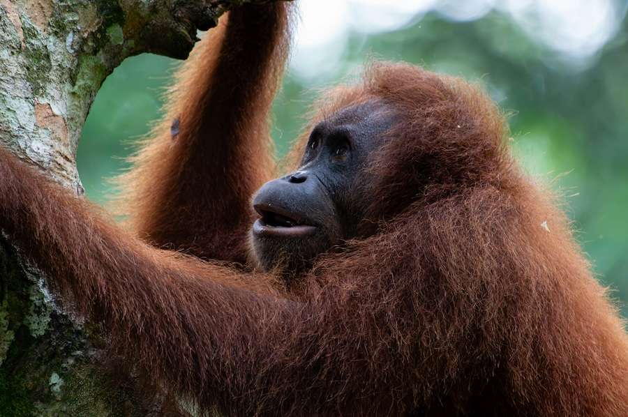Wildlife populations have declined 73% since 1970 – but many of the world’s animals still aren’t being counted
