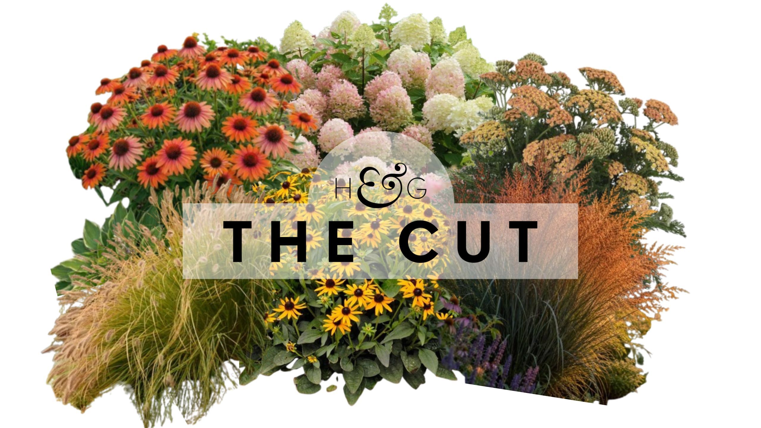 The Cut: beautiful fall plants