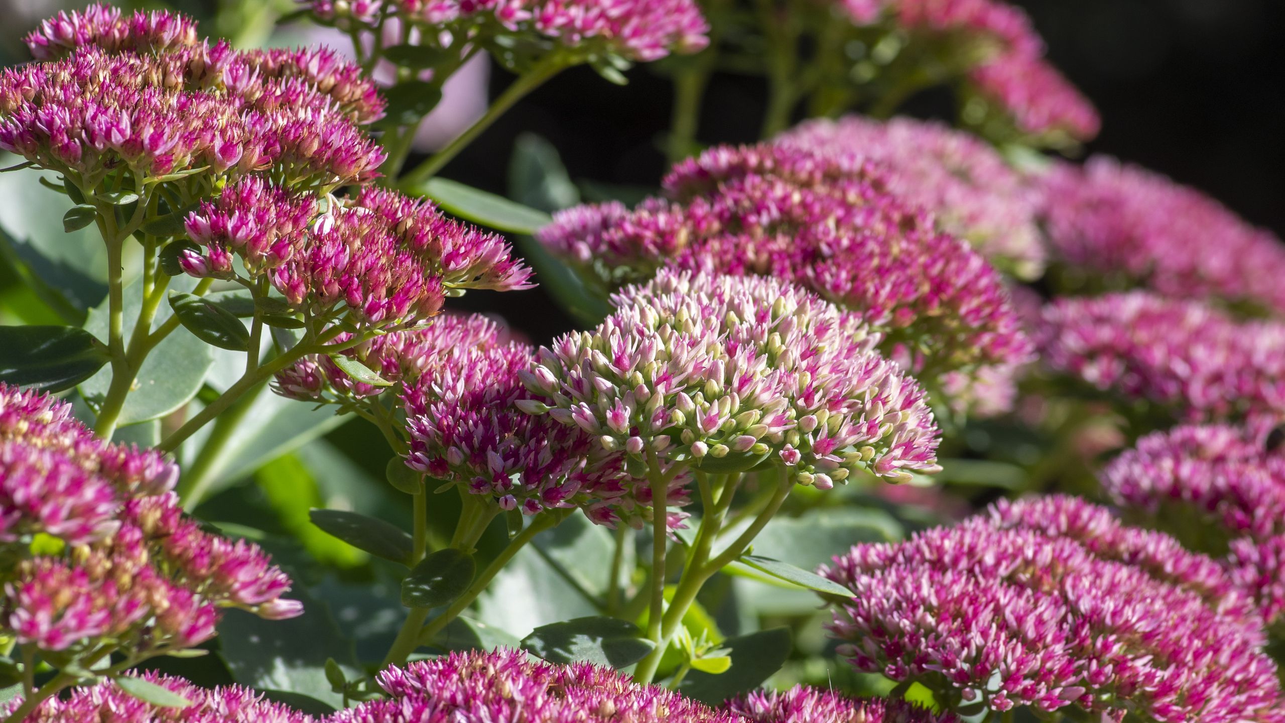 Diese Blume lässt Ihren Garten nach dem ersten Frost besser aussehen, sagen erfahrene Designer