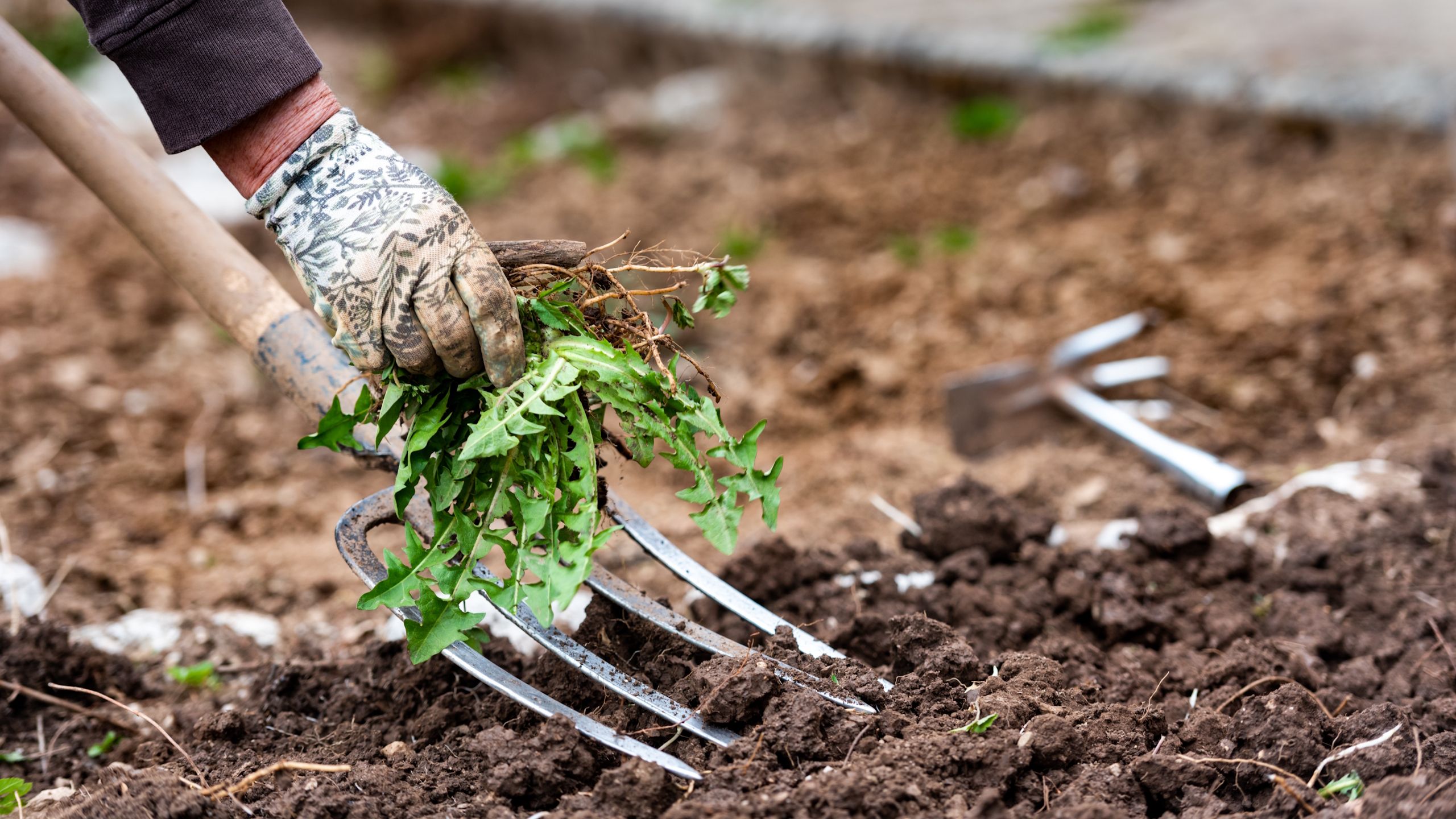 Diese Gartenarbeit im Oktober macht das Jäten im Frühling so viel einfacher – aber nur, wenn Sie es jetzt richtig machen