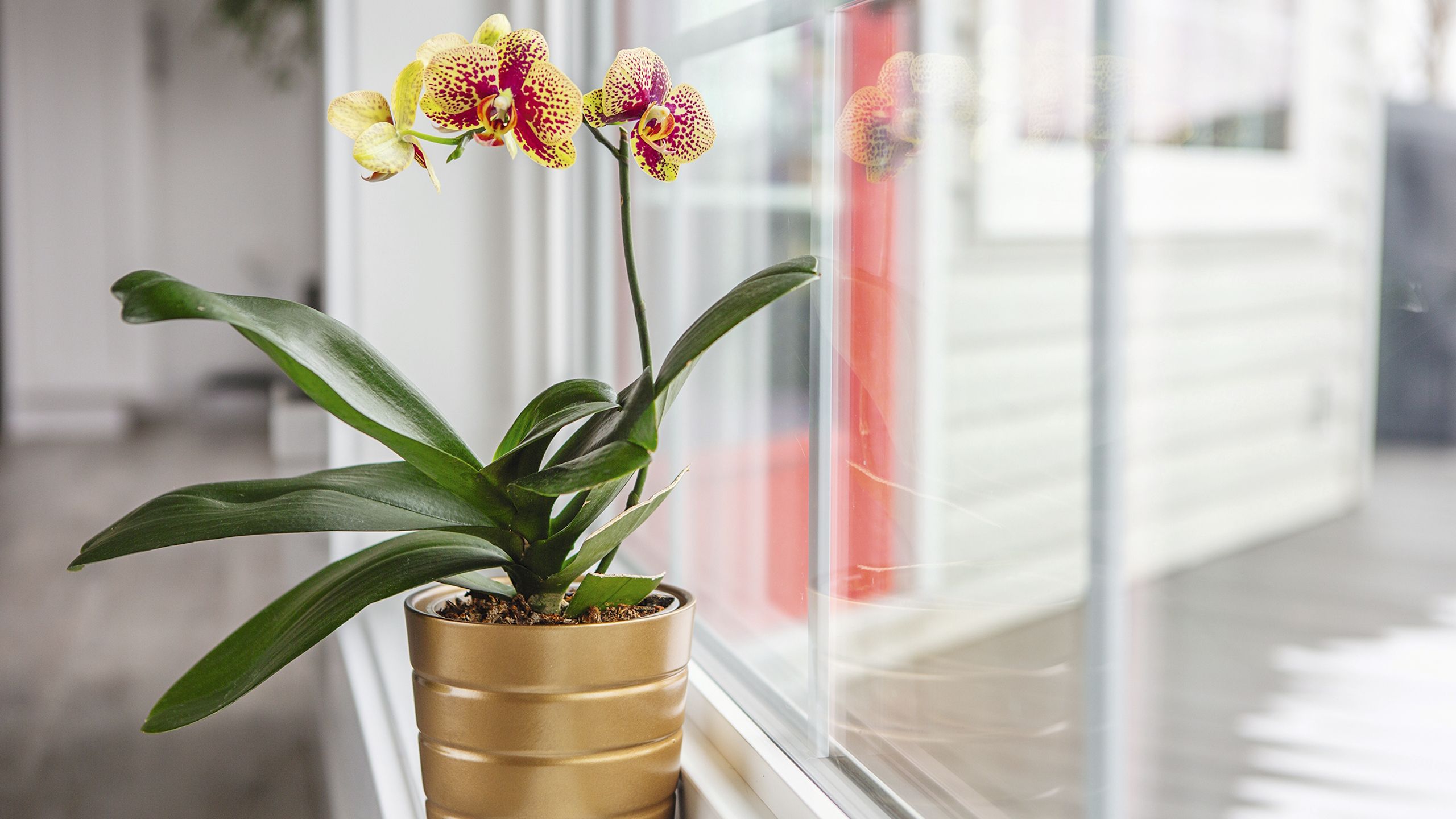 Diese clevere Paste kann dabei helfen, kahle Orchideenstiele schnell wieder zum Leben zu erwecken – mit neuen Trieben und atemberaubenden Blüten
