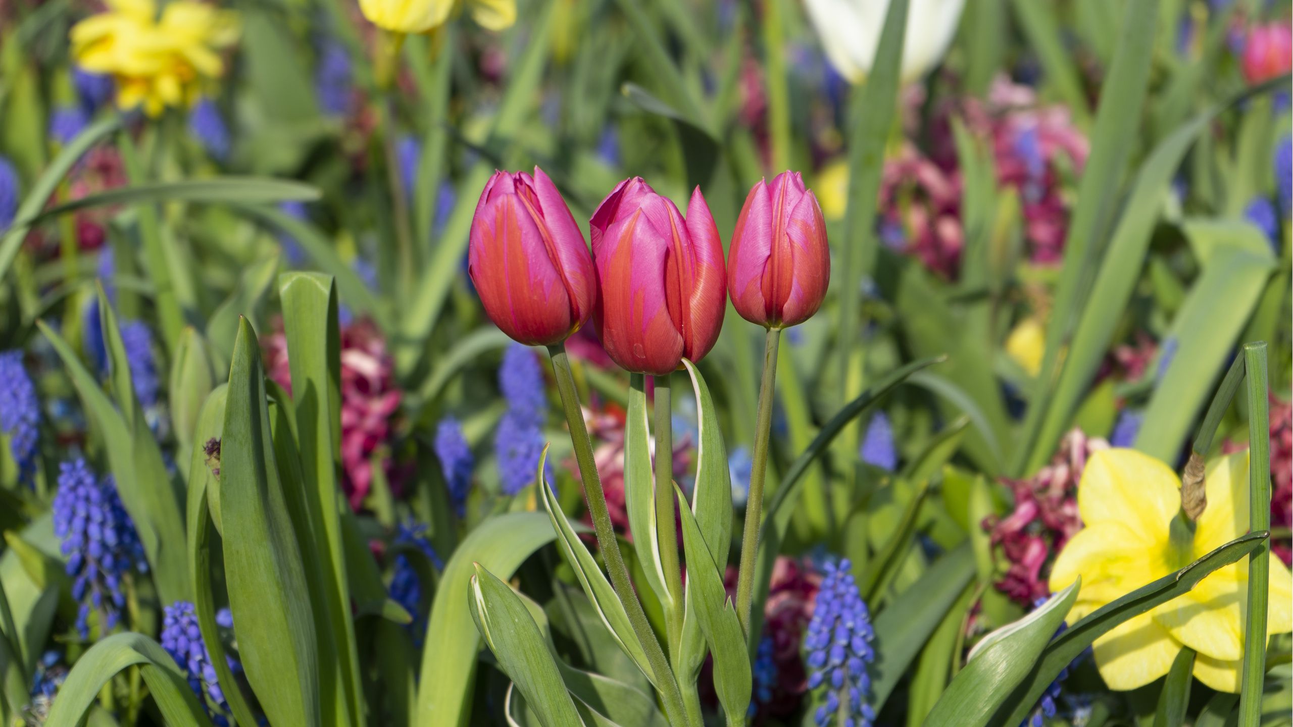 Diesen Oktober Frühlingszwiebeln pflanzen? Dieser einfache Trick wird Ihnen helfen, sich daran zu erinnern, wo sie sich befinden