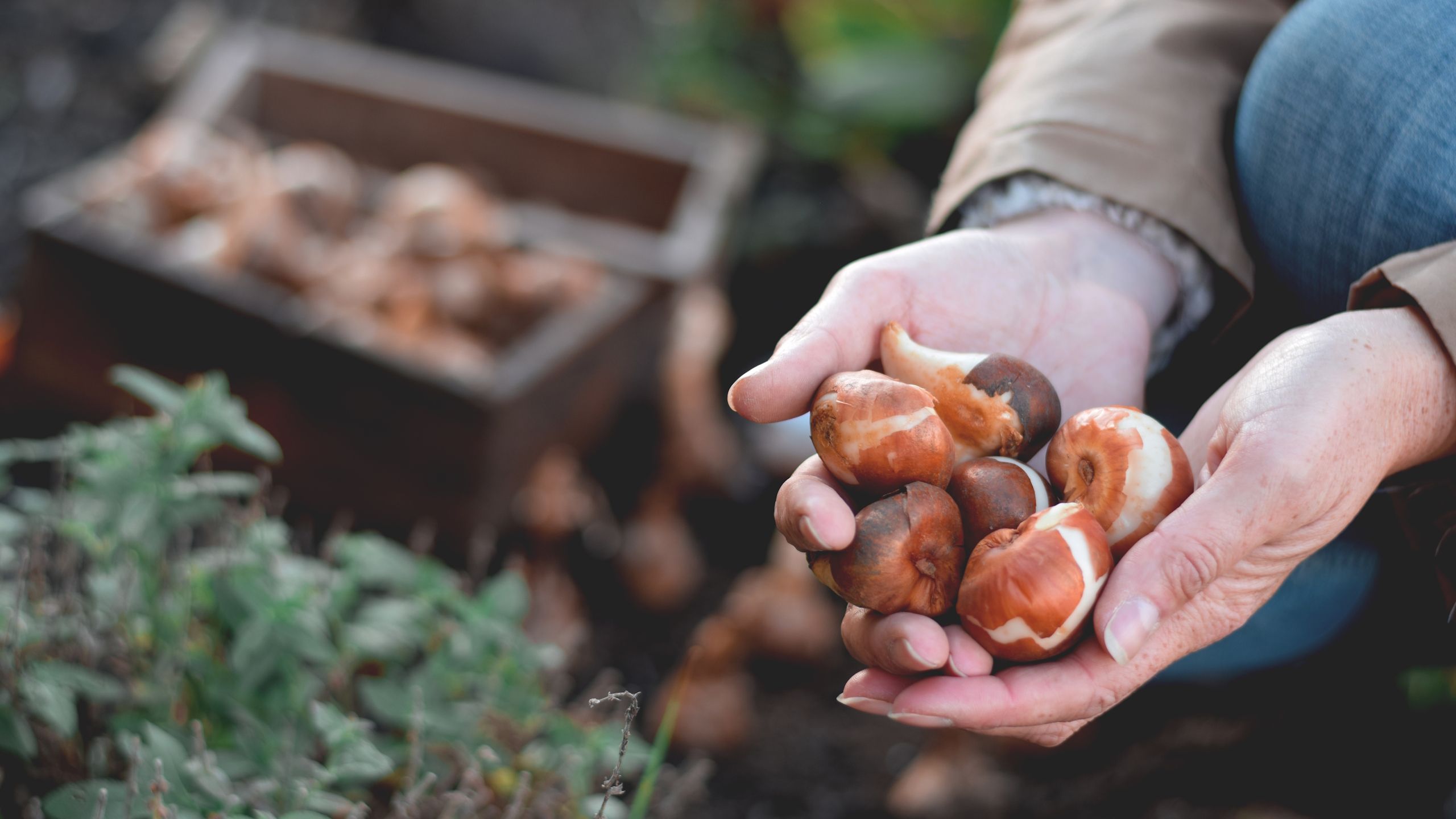 Dieser Fehler beim Blumenzwiebelpflanzen im Herbst kann Ihre Frühlingspräsentation ruinieren – hier erfahren Sie, wie Sie ihn vermeiden und wunderschöne Blumenarrangements erhalten