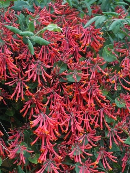 Major Wheeler Honeysuckle Vine
