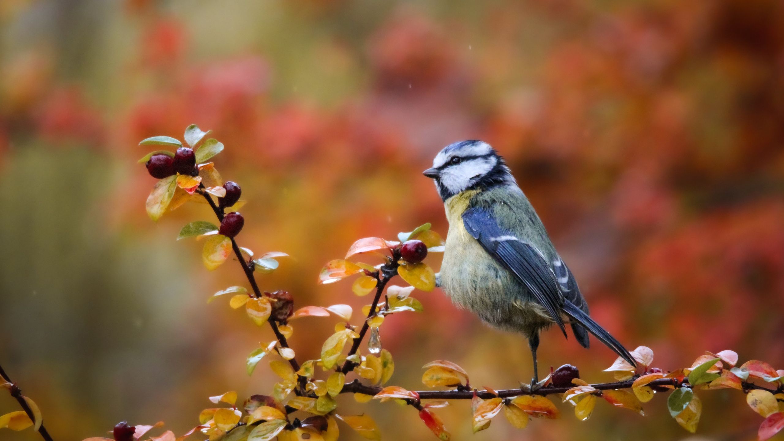 Ich habe das beste Angebot für einen intelligenten Vogelfutterspender gefunden – er ist wunderschön gestaltet, kann in wenigen Minuten aufgebaut werden und klärt die Frage „Welcher Vogel ist das?“ Debatte