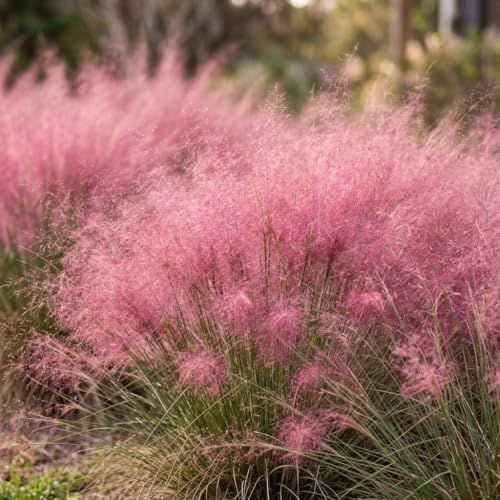 Rosa Muhly-Gras 