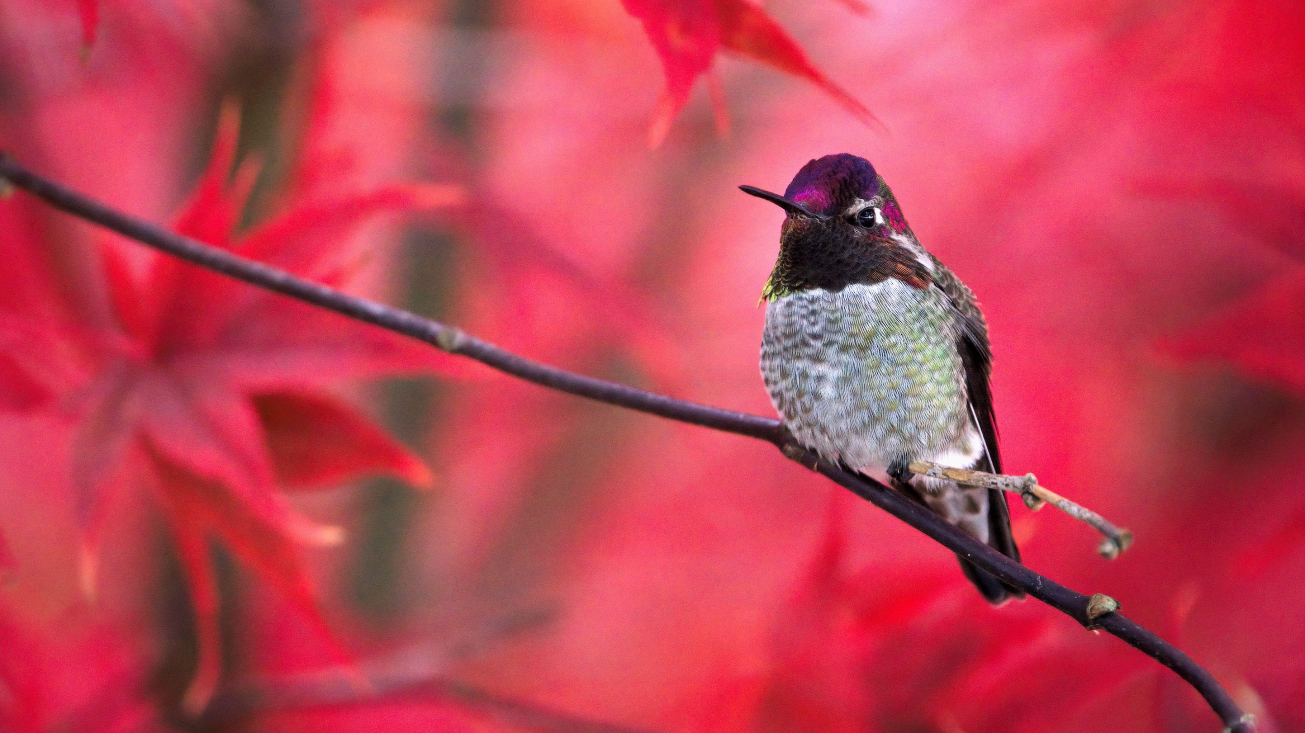 Männlicher Anna-Kolibri (Calypte anna) thront auf einem Ast mit Herbstfarben im Hintergrund