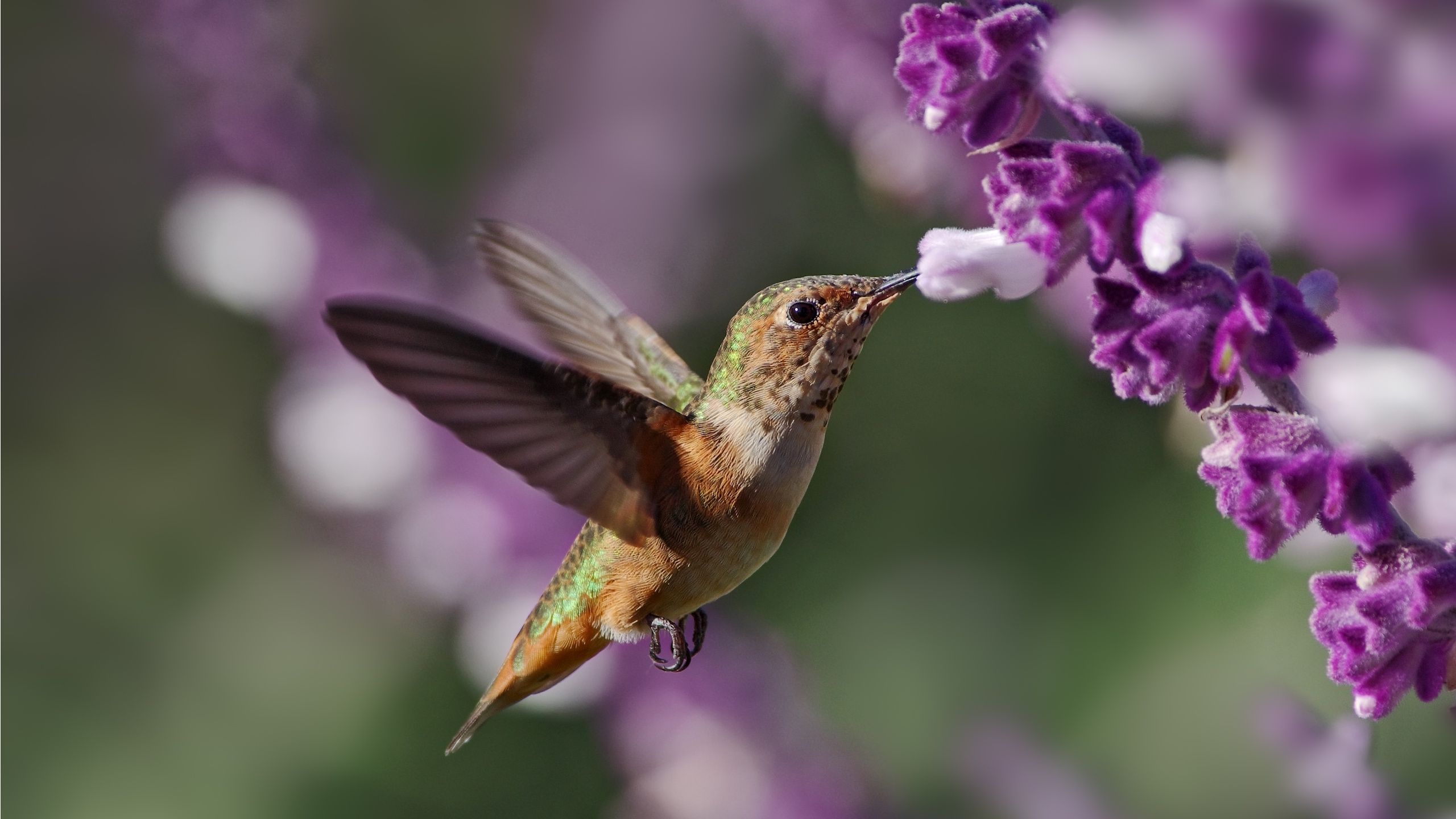 Kolibris lieben diese lila Herbstblumen – pflanzen Sie sie jetzt für mehr Gartenbesucher