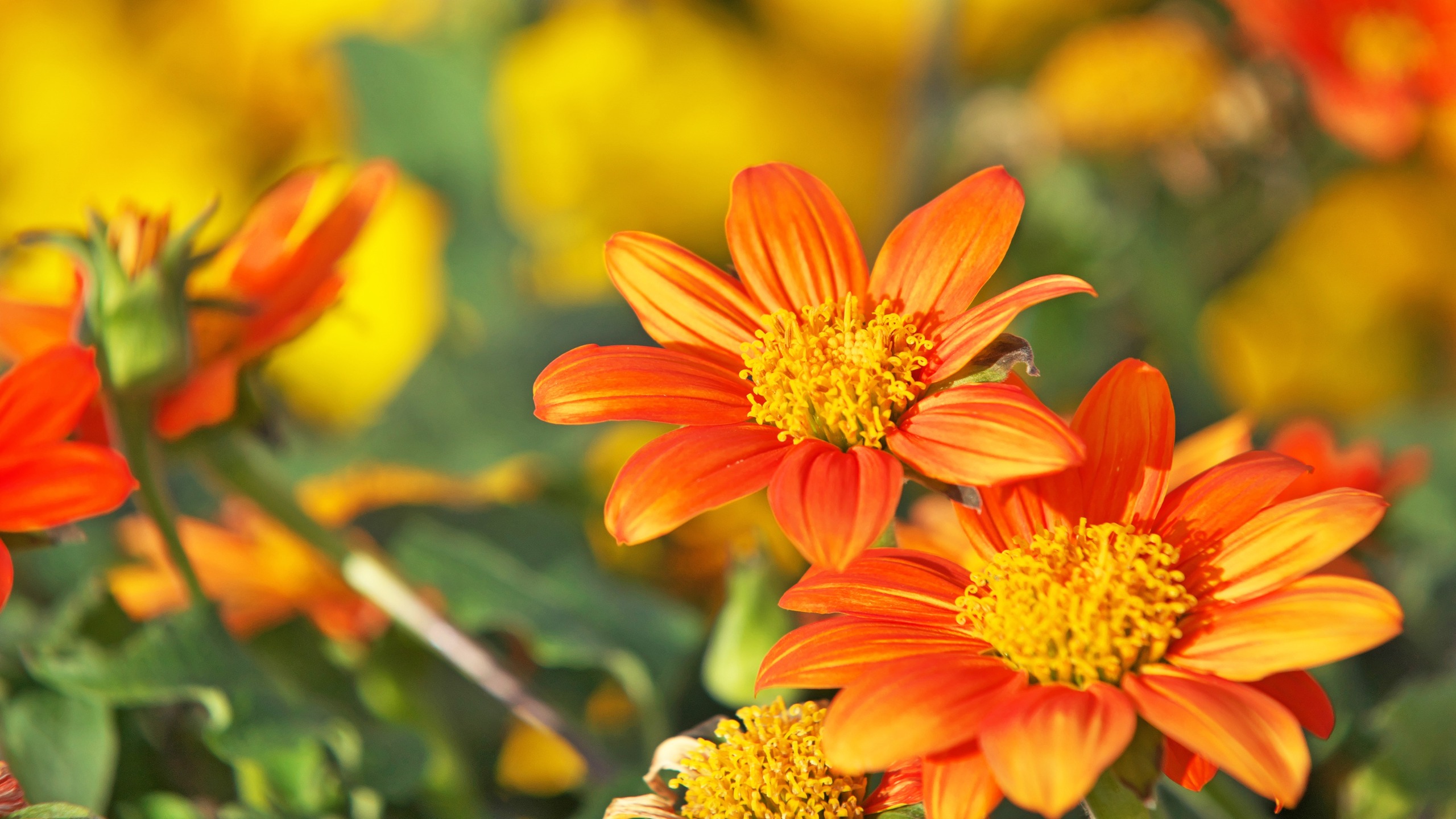 Tithonia, mexikanische Sonnenblume