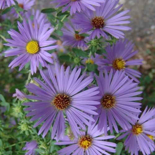 Oktoberhimmel-Aster