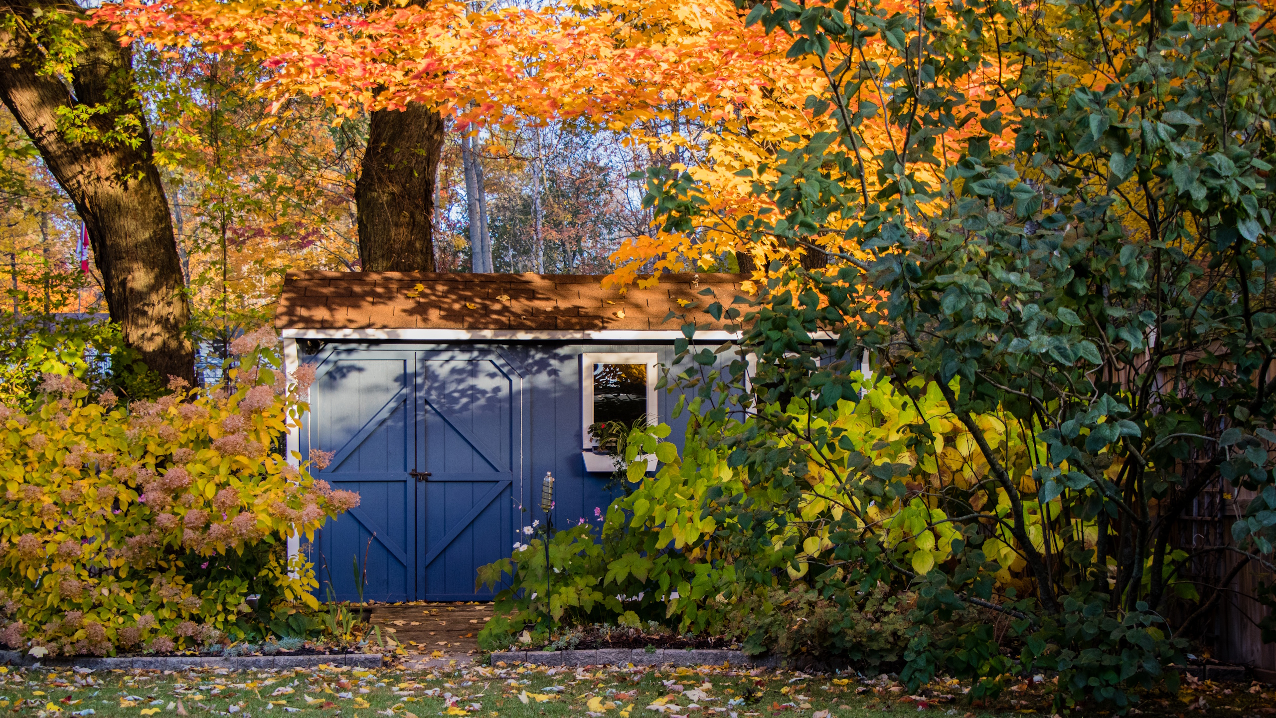 Herbstgarten mit Schuppen und Orangenbäumen