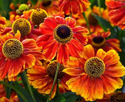 Helenium