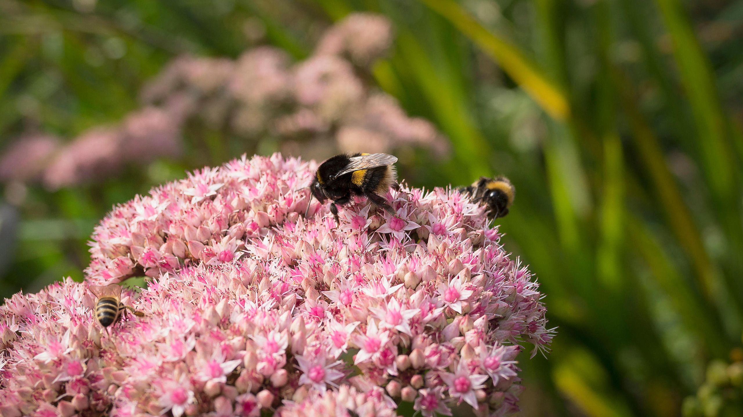 So helfen Sie überwinternden Gartenbienen im Oktober – 7 einfache Möglichkeiten, diese fleißigen Insekten zu unterstützen