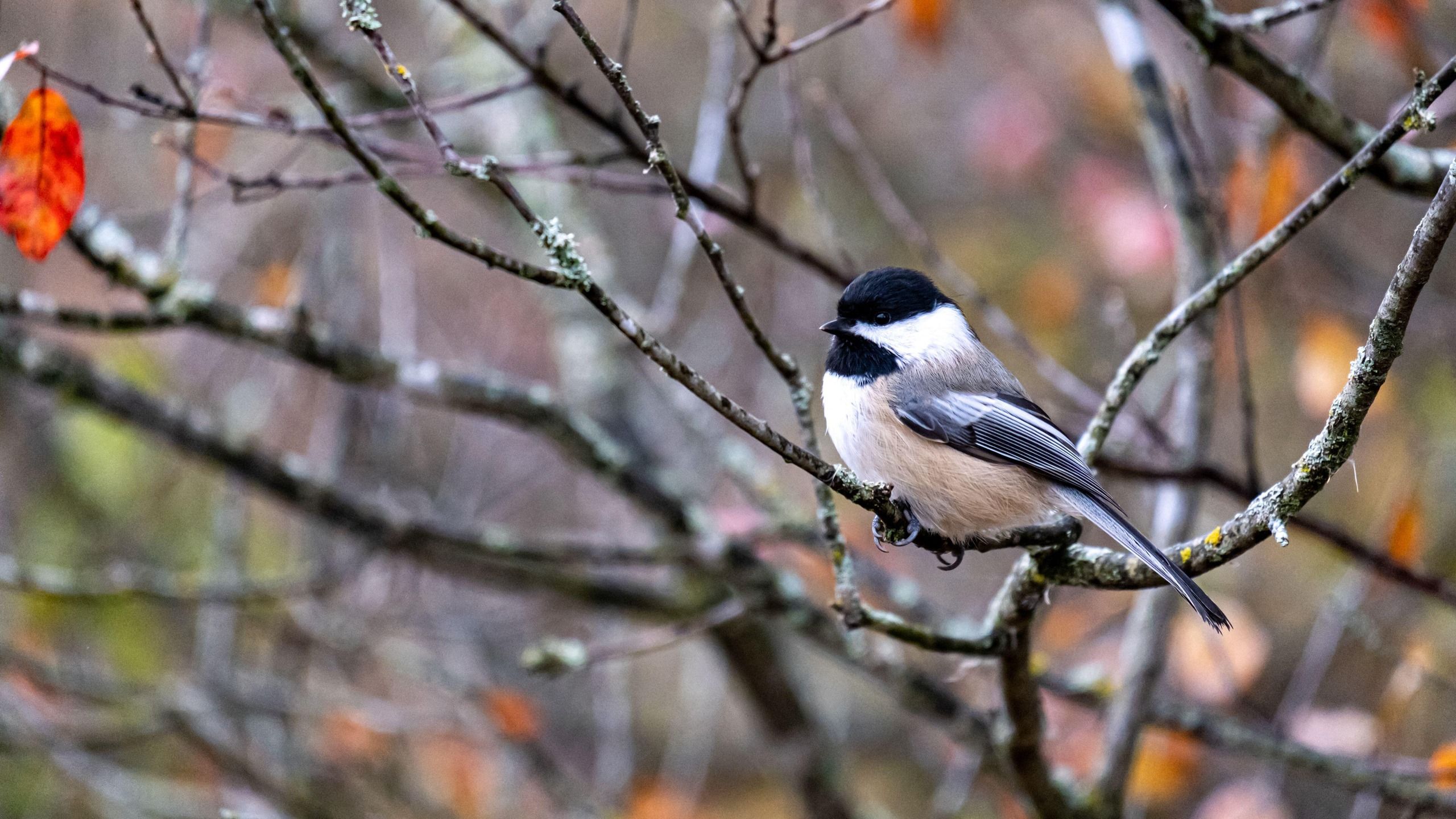 So machen Sie Ihren Garten zu einem Winterparadies für Meisen – und sehen mehr von diesen wunderschönen Vögeln