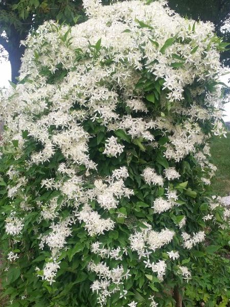 Süße Herbstclematis