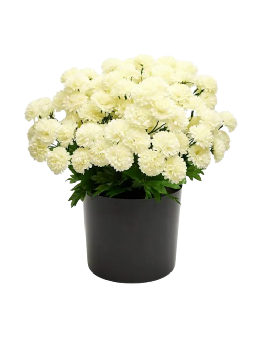 White-Mum-Arrangement