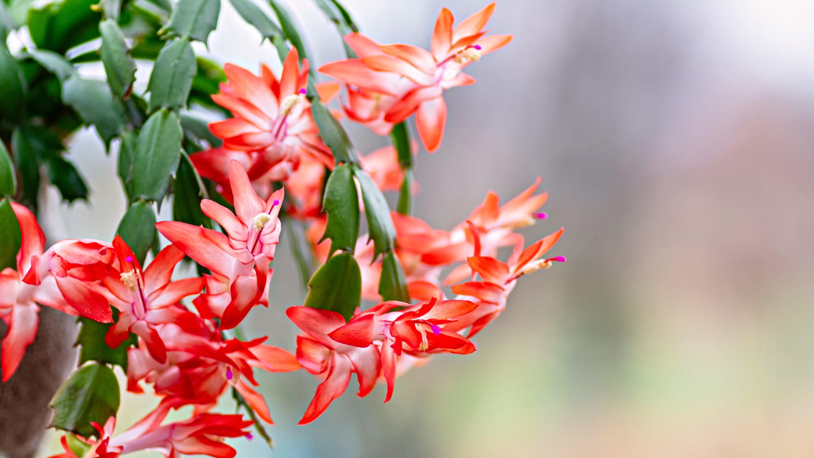 Ein blühender Weihnachtskaktus mit roten Blüten