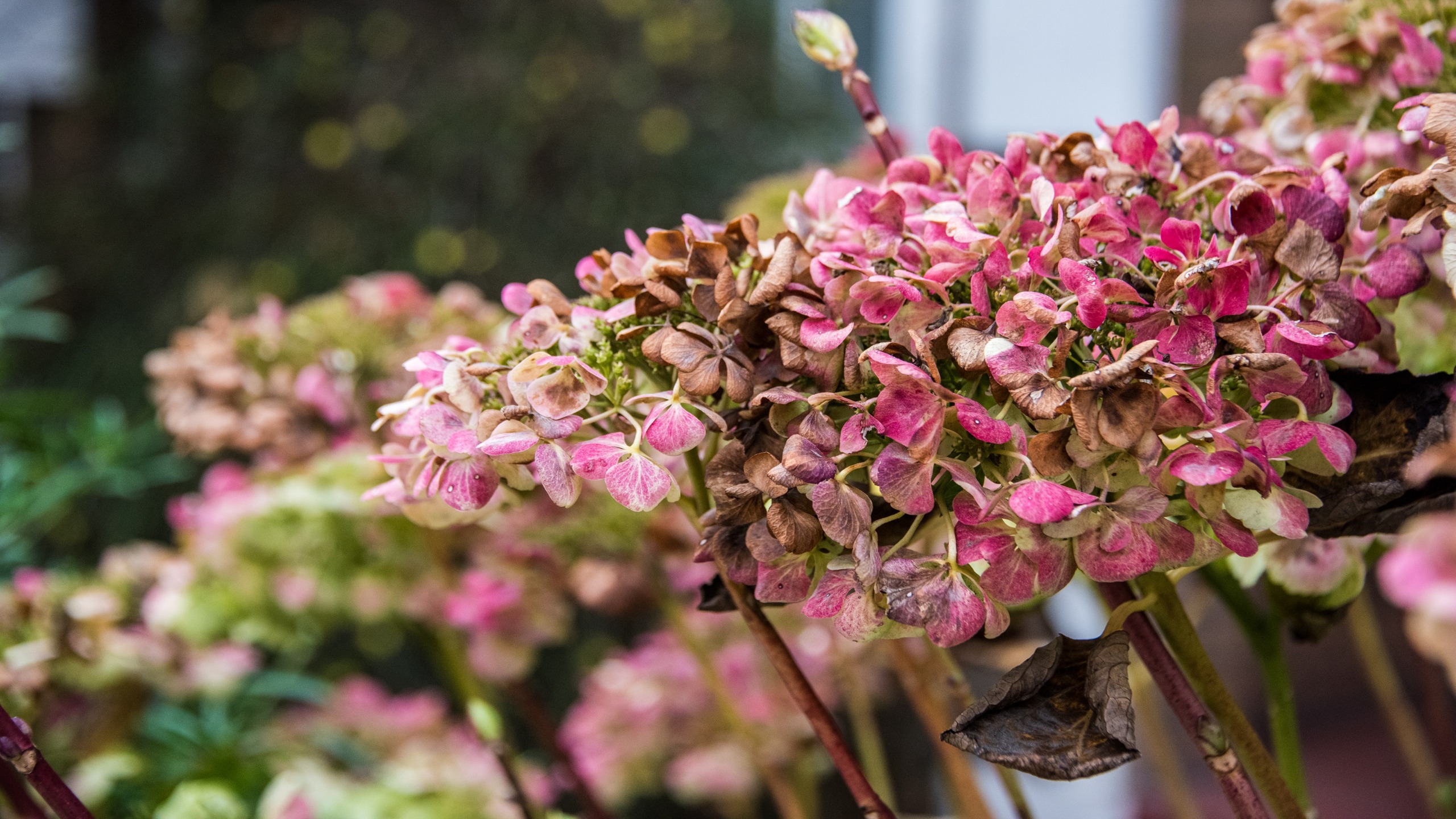 Getrocknete Hortensienblüten