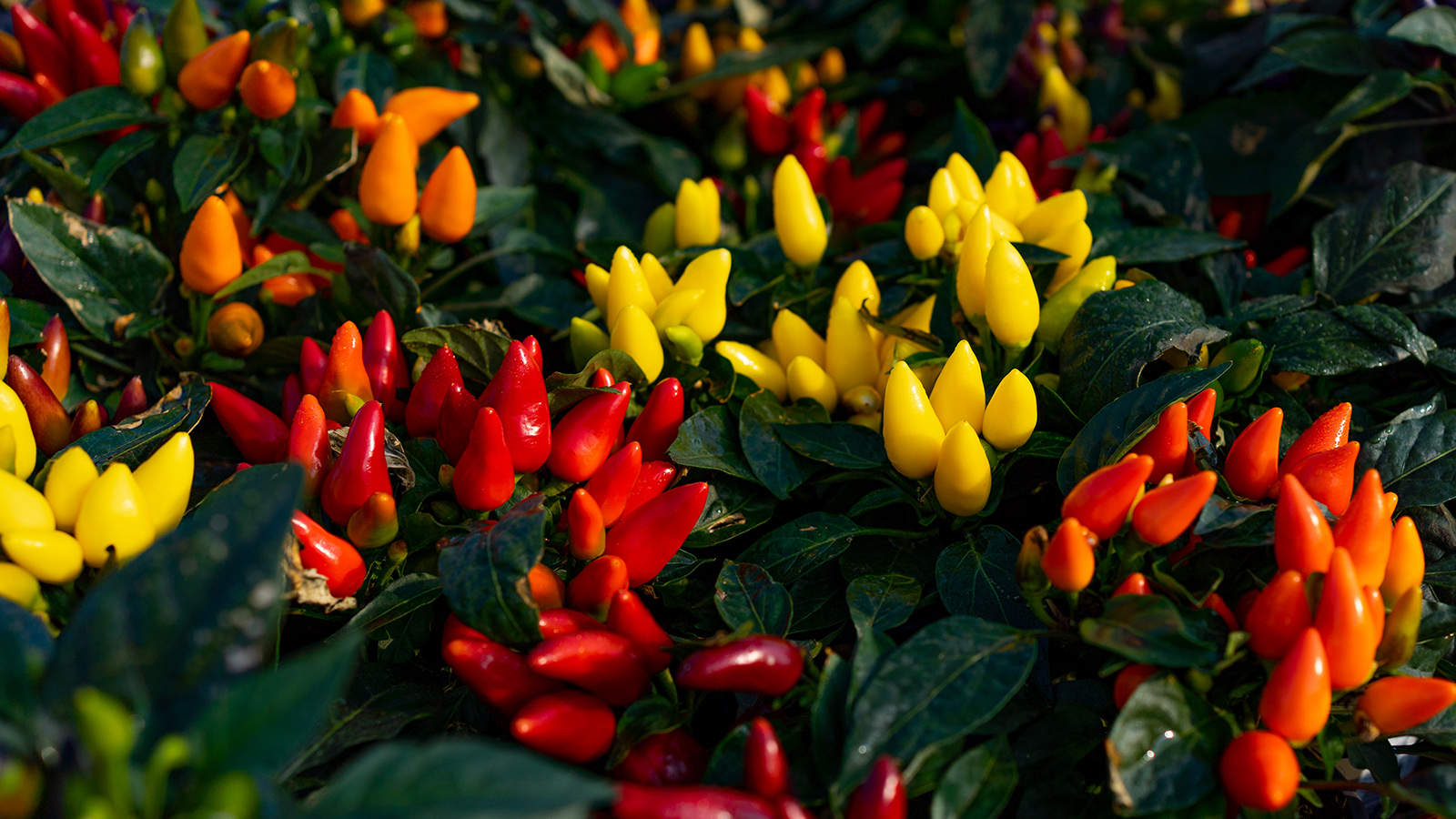 Eine Gruppe Zierpaprika in gelben und roten Farben