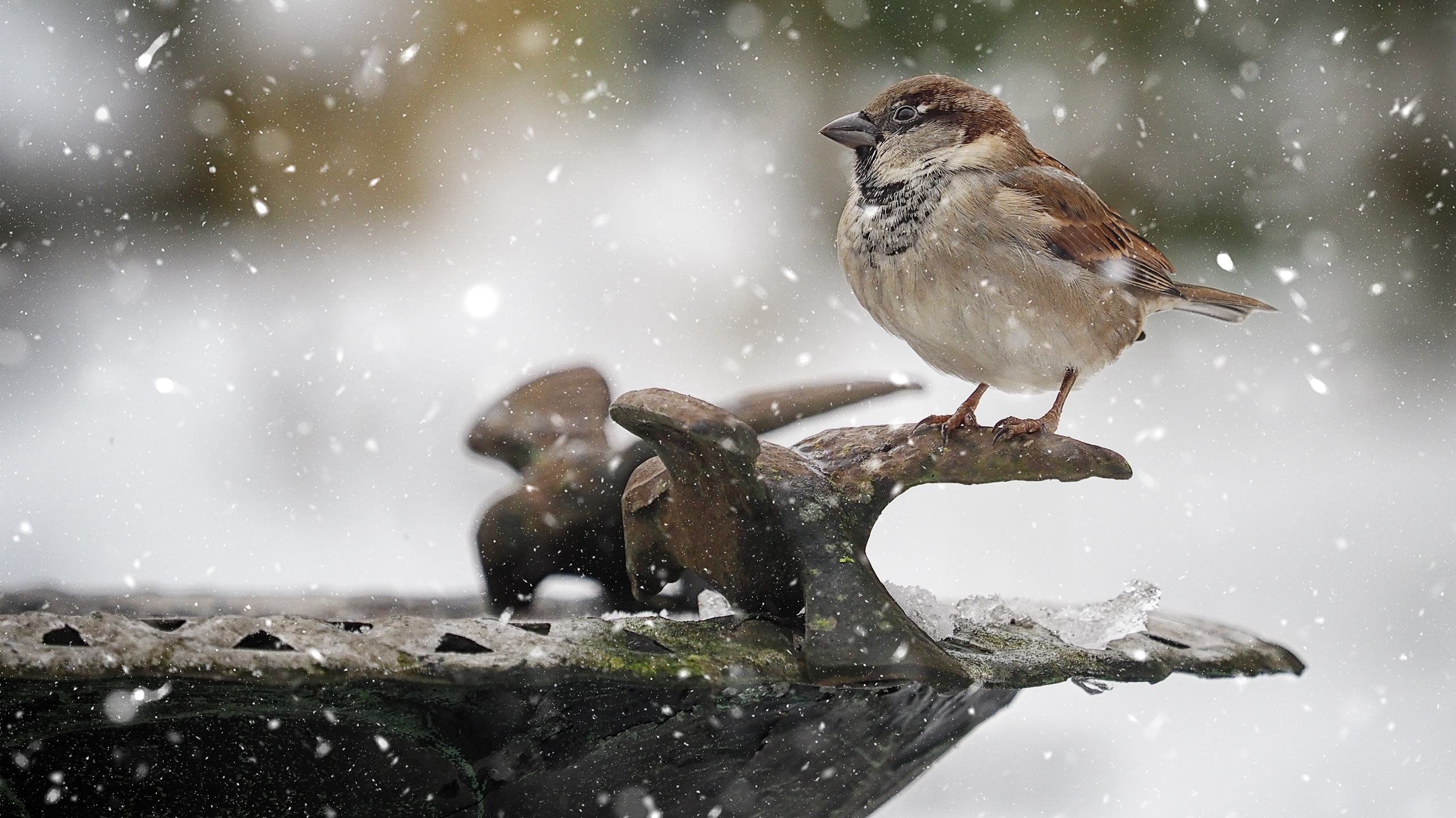 Vogelbad im Winter mit einem Spatz
