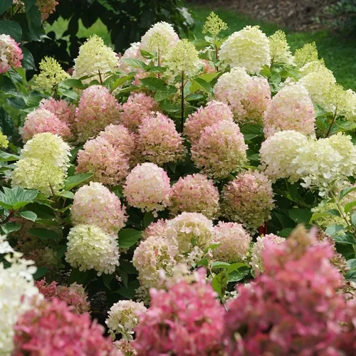 Feuerlicht Leckerbissen Hortensie