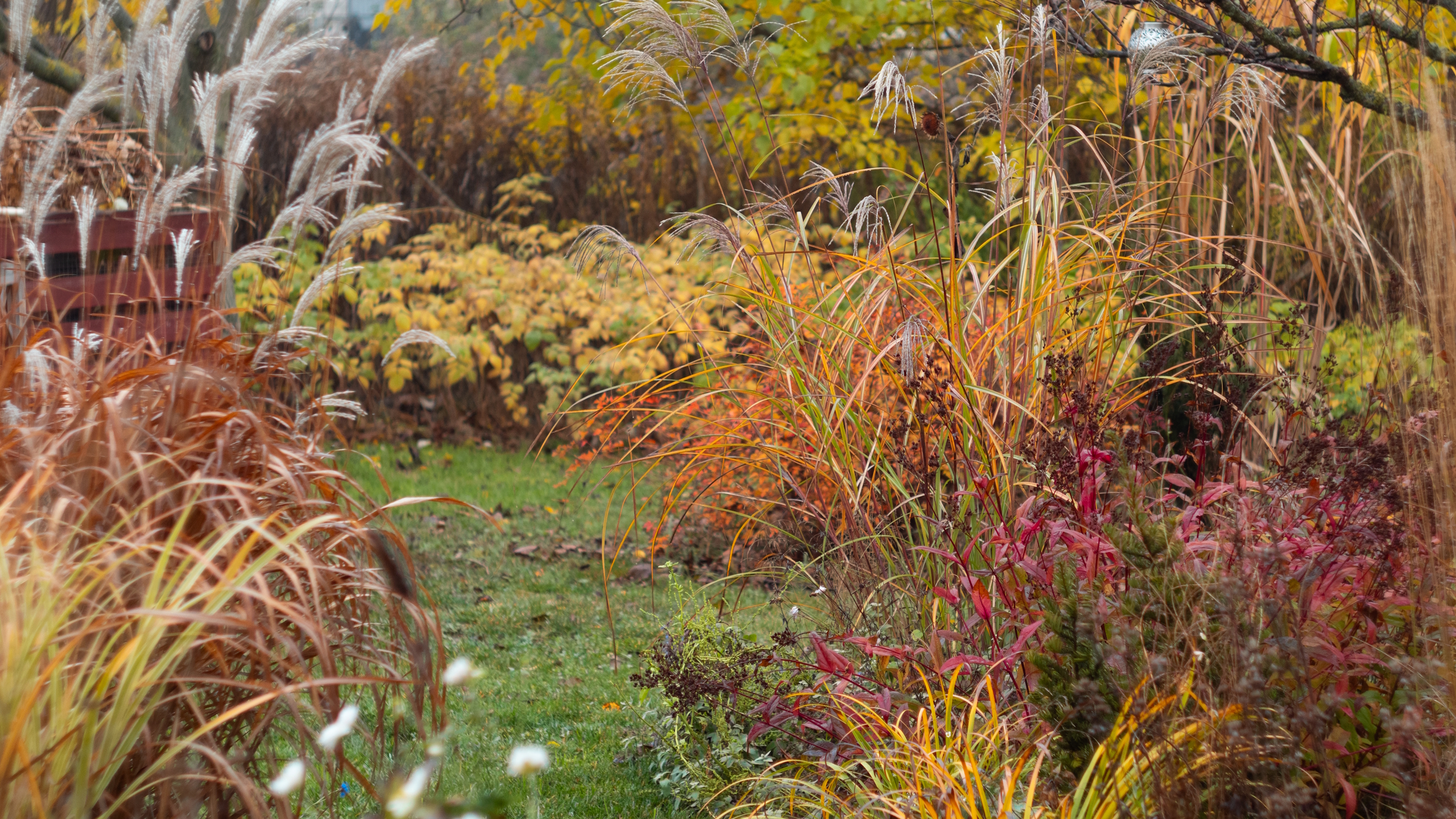 Ein Herbstgarten mit Ziergräsern und dem roten und gelben Laub von Sträuchern und Stauden
