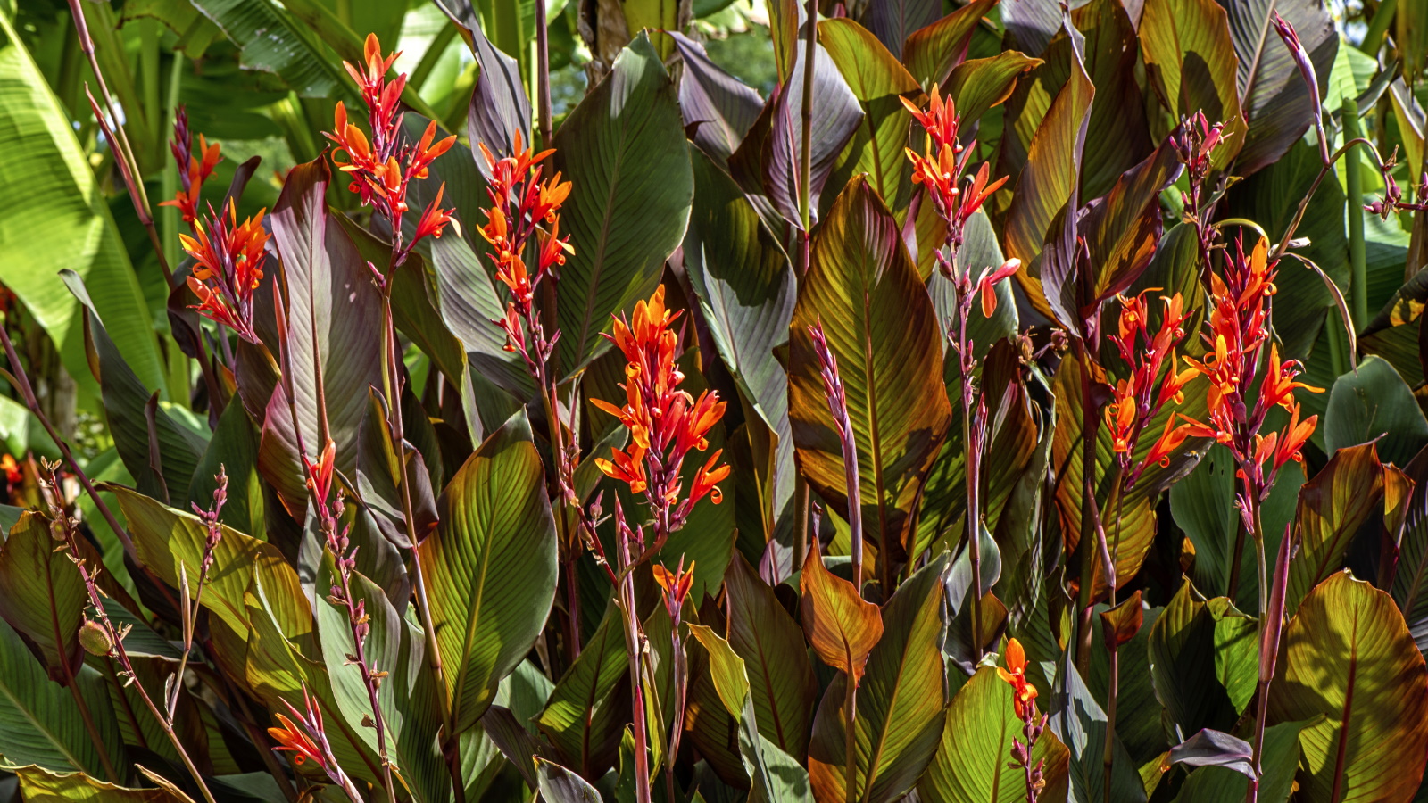 Rote Canna-Lilienblüten