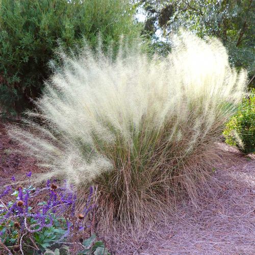 Weißes Wolken-Muhly-Gras