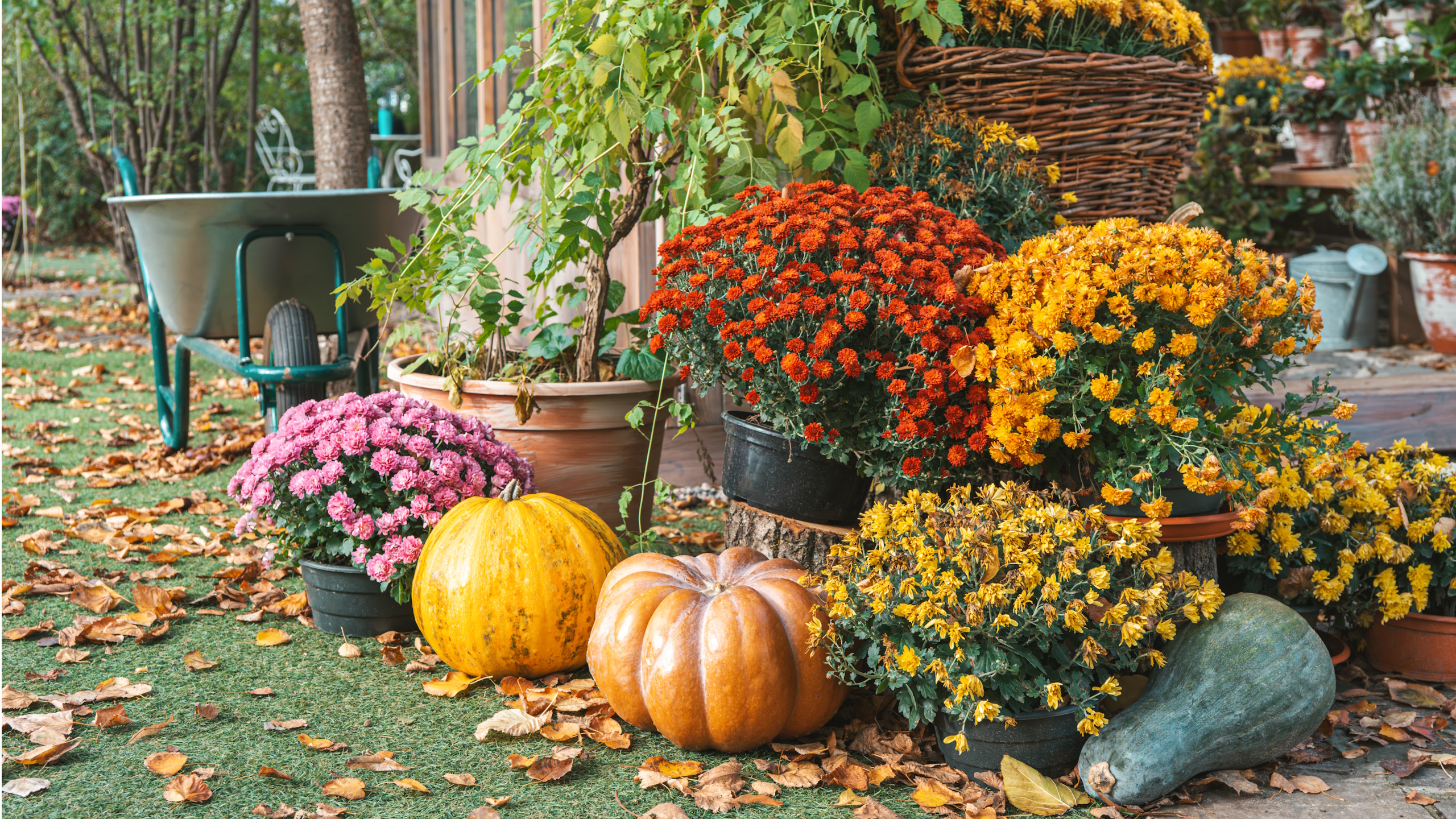 Bunte Chrysanthemen in Töpfen, gestylt mit Kürbissen im Herbst