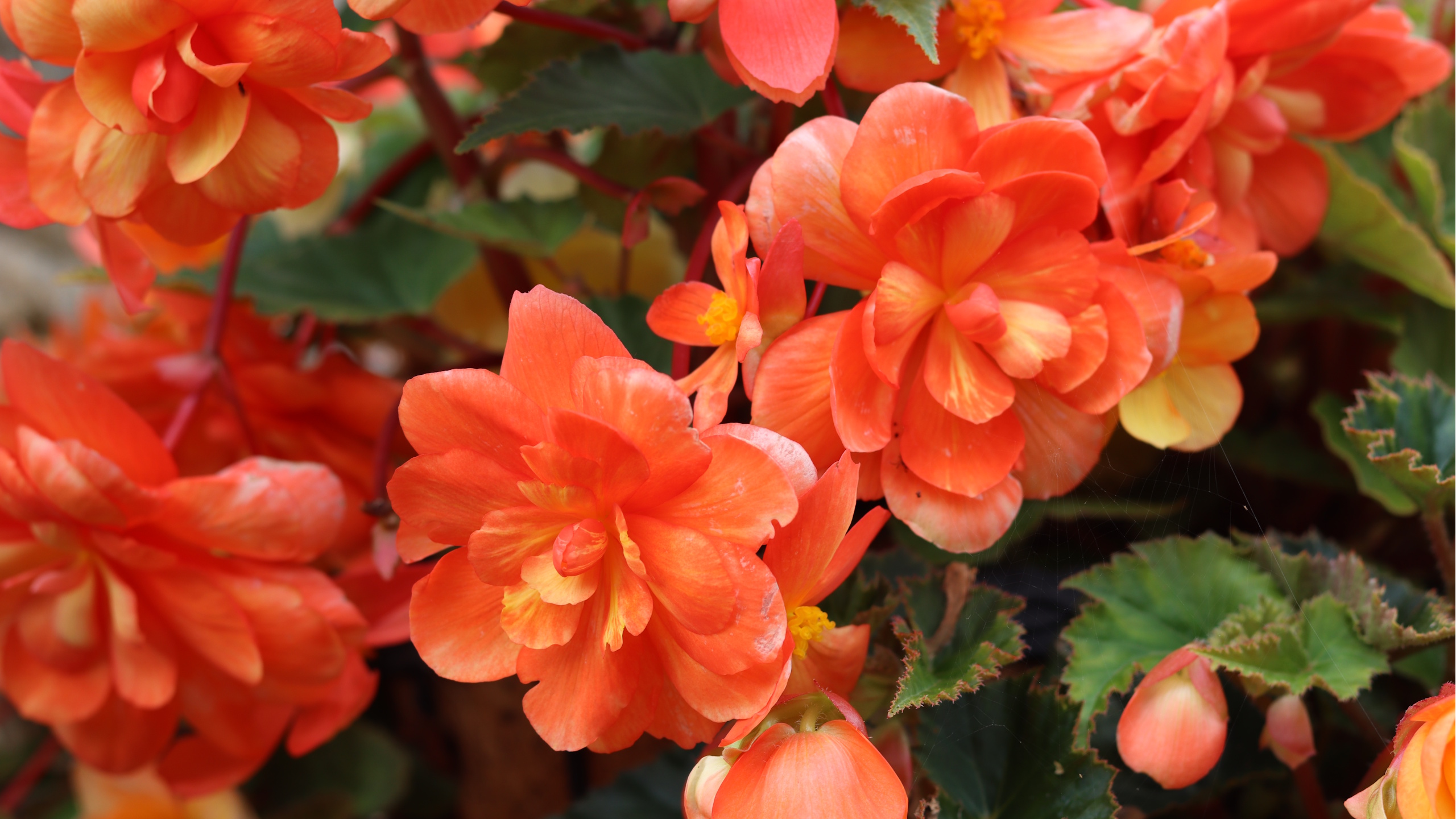 Orange Schleppbegonien
