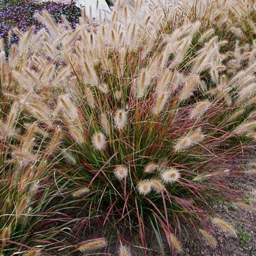 Prairie Winds Desert Plains Fountain Grass