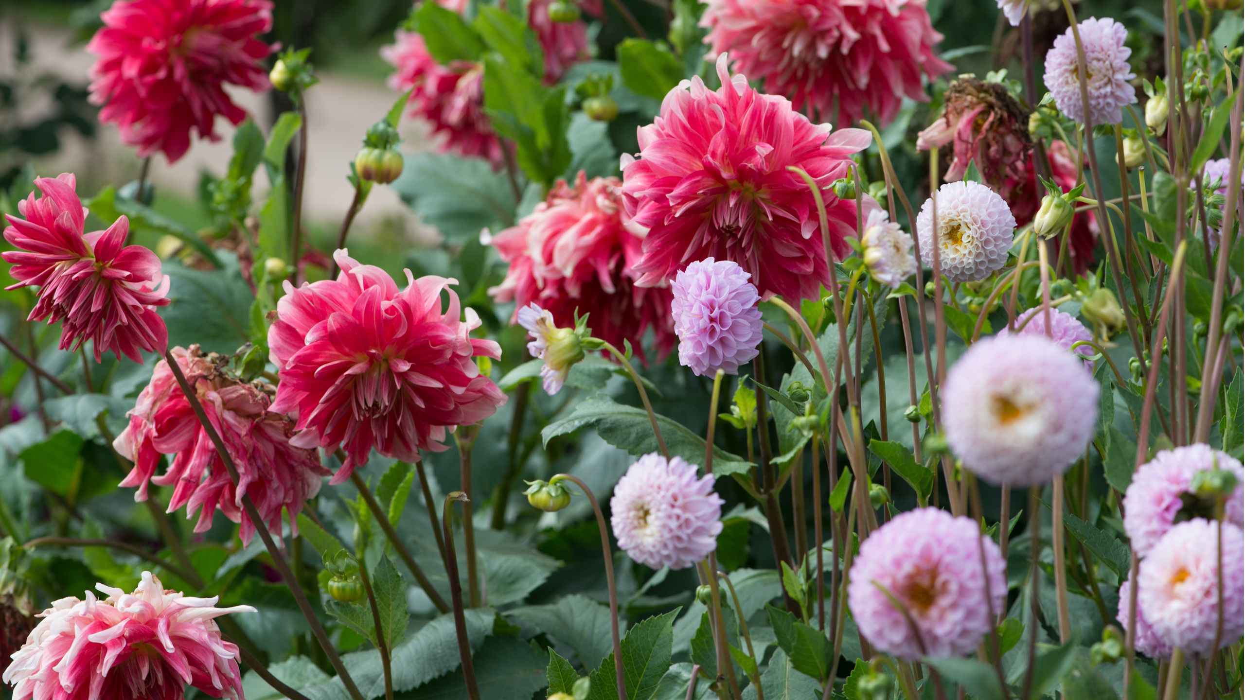 Dahlien blühen
